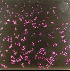 ...mehr Infos zu Red_Crayola_The_with_Art_amp_Language