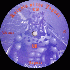 ...mehr Infos zu Aztec_Mystic_The
