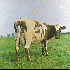 ...mehr Infos zu Pink_Floyd