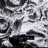 ...mehr Infos zu Black_Rose